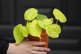 Lemon Lime Philodendron in a Nursery Pot