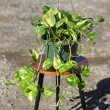 Golden Pothos in a 8" Hanging Basket - Epipremnum Aureum