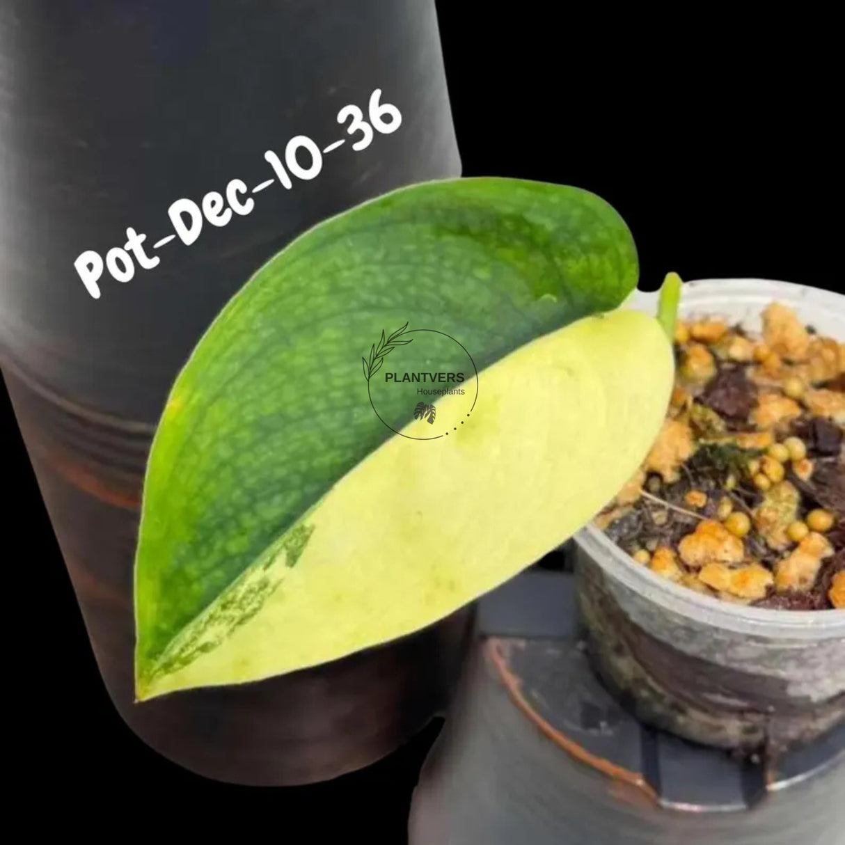 Variegated Scindapsus Jade Satin - Rare Aroid Houseplant with Velvet Leaves - Collector's Indoor Plant - Exact SAME Plant - US Seller