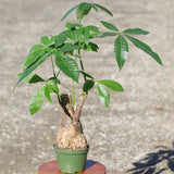 Large Money Tree Plant in a 6" Nursery Pot