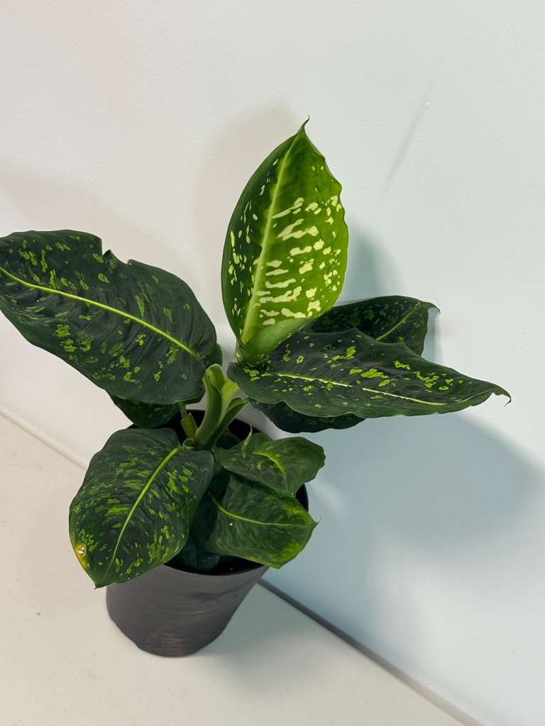 Dieffenbachia Reflector in a 6” Pot | Rare Dumb Cane | Speckled Foliage Plant | Low Light Live Houseplant | Easy Care Tropical Indoor Plant