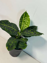 Dieffenbachia Reflector in a 6” Pot | Rare Dumb Cane | Speckled Foliage Plant | Low Light Live Houseplant | Easy Care Tropical Indoor Plant
