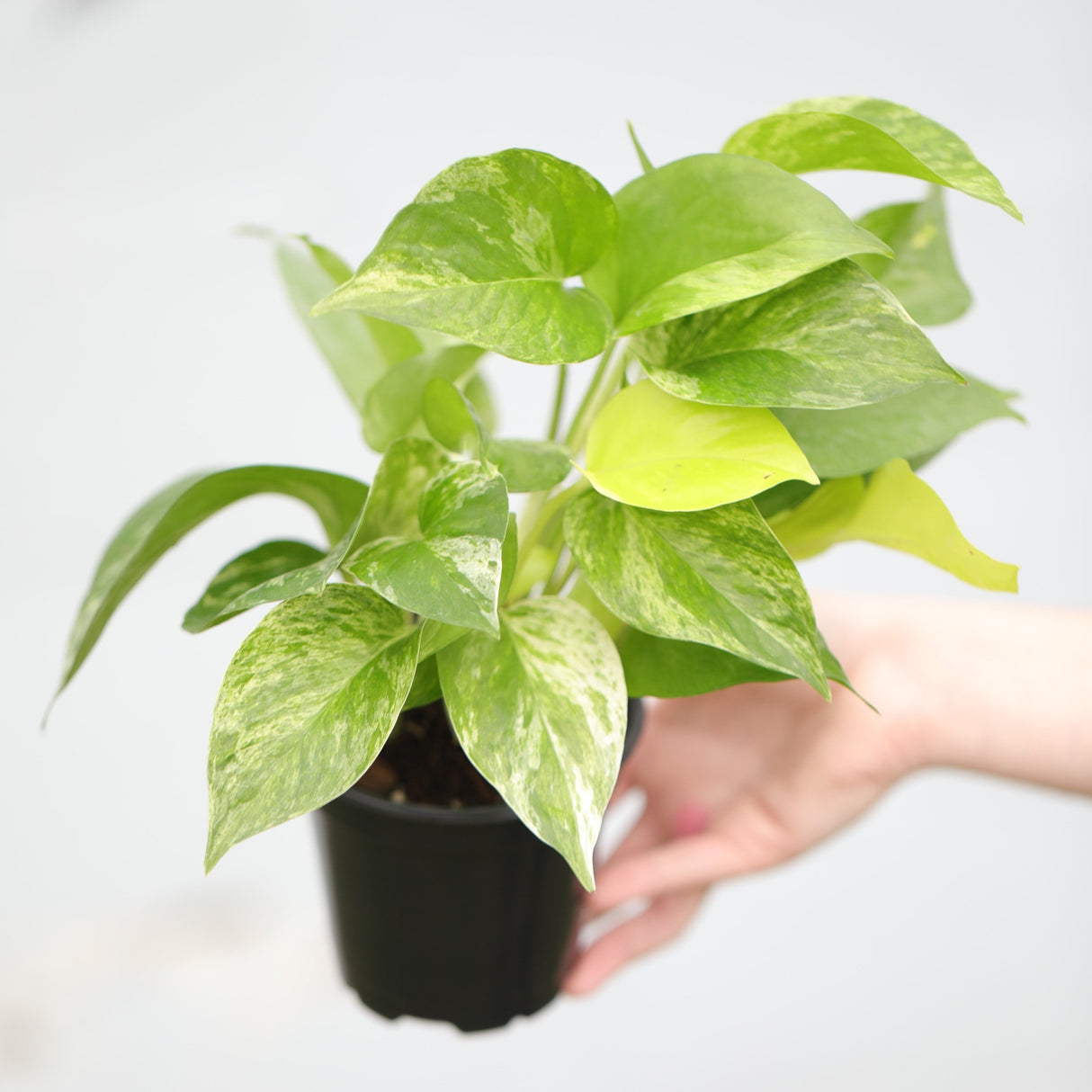 Marble Queen Pothos Plant in a 3" Nursery Pot