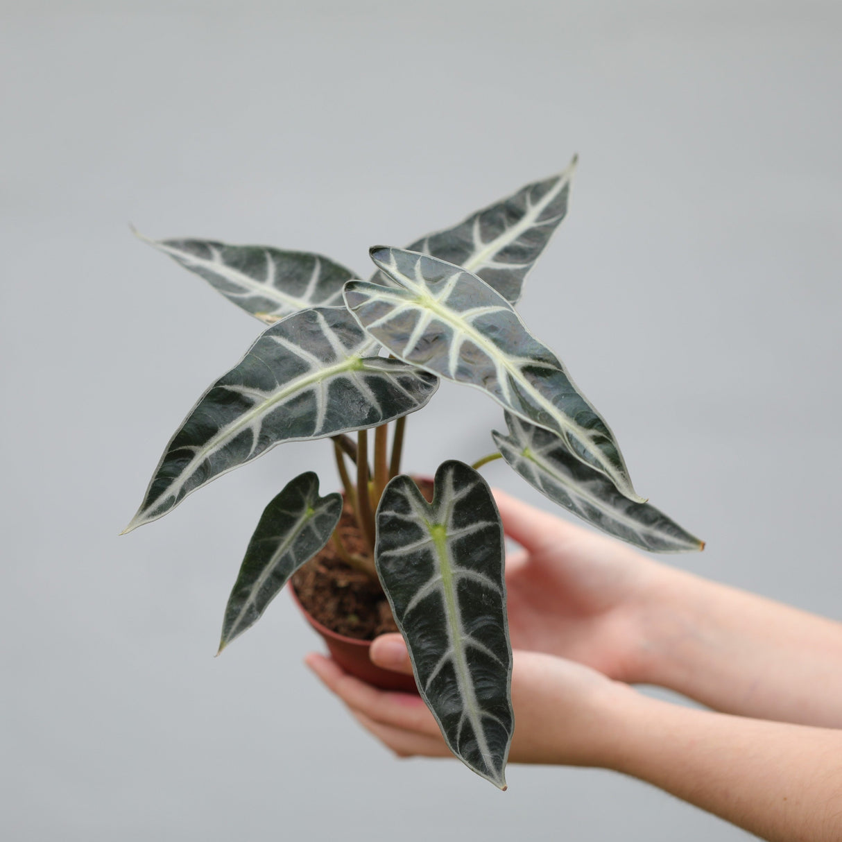 Alocasia Bambino Arrow in a 4" Nursery Pot