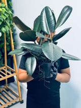 Rubber Tree in 6" Grow Pot - Burgundy Ficus Elastica - Live Indoor Rubber Plant for Home & Office Decor - Low Light Starter Plant for Gift