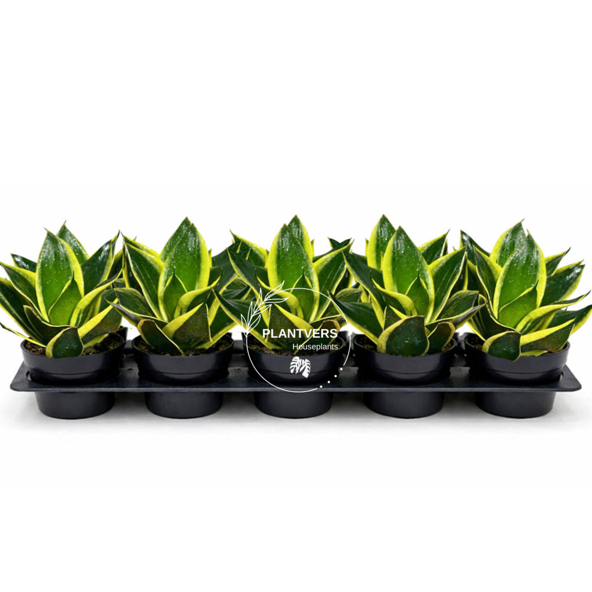 4” Sansevieria Golden Hahnii ( Wholesale Indoor Plant Case of 10 Pots)