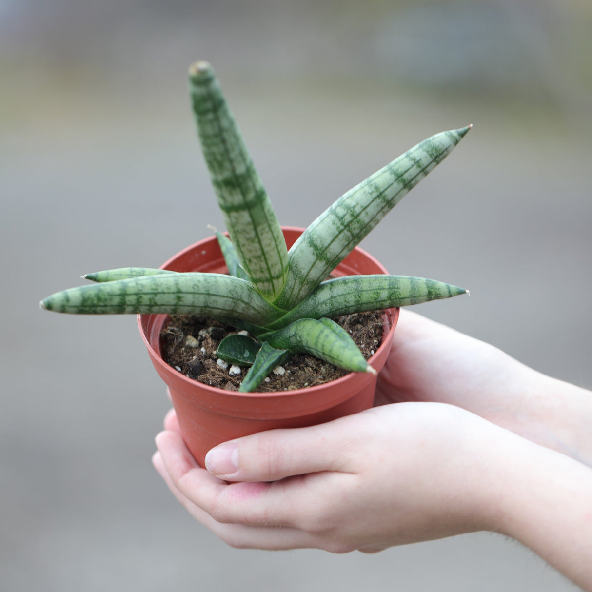 Sansevieria Cylindrica Boncel in 3" Nursery Pot - Starfish Snake Plant