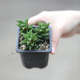 Haworthia Mirror Cactus in a 3" Nursery Pot