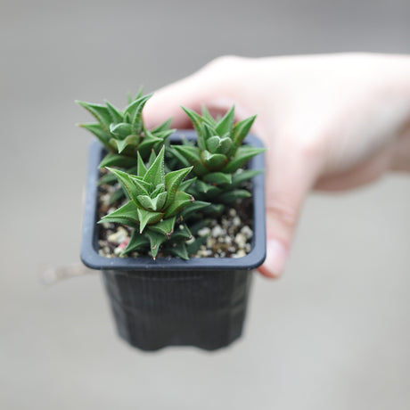 Haworthia Mirror Cactus in a 3" Nursery Pot