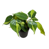 4” Rare Brazilian Philodendron ( Wholesale Indoor Plant Case of 10 Pots)