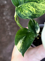 Scindapsus Jade Satin Variegated - Yellow Variegation - (June-21-67)