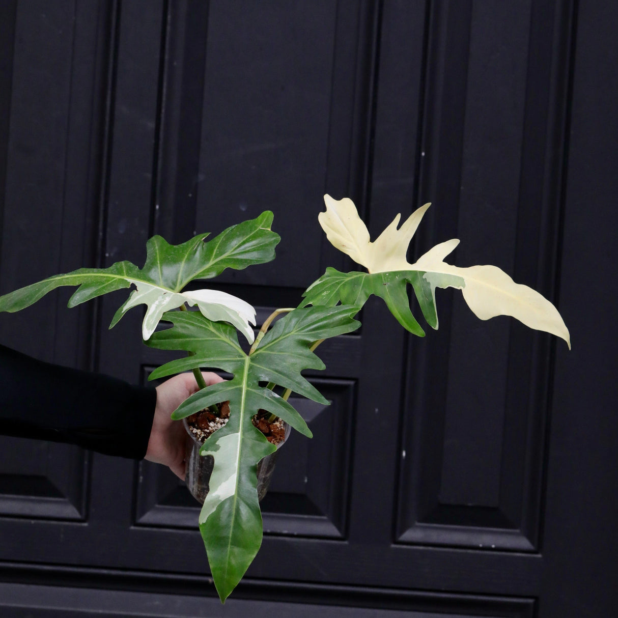 Philodendron Golden Dragon Variegated Established Plant in a Nursery Pot