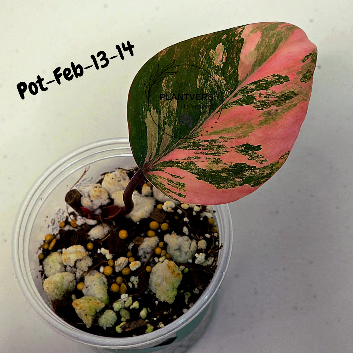 Philodendron Strawberry Shake High Variegated Live Plant - EXACT Same Plant - US Seller