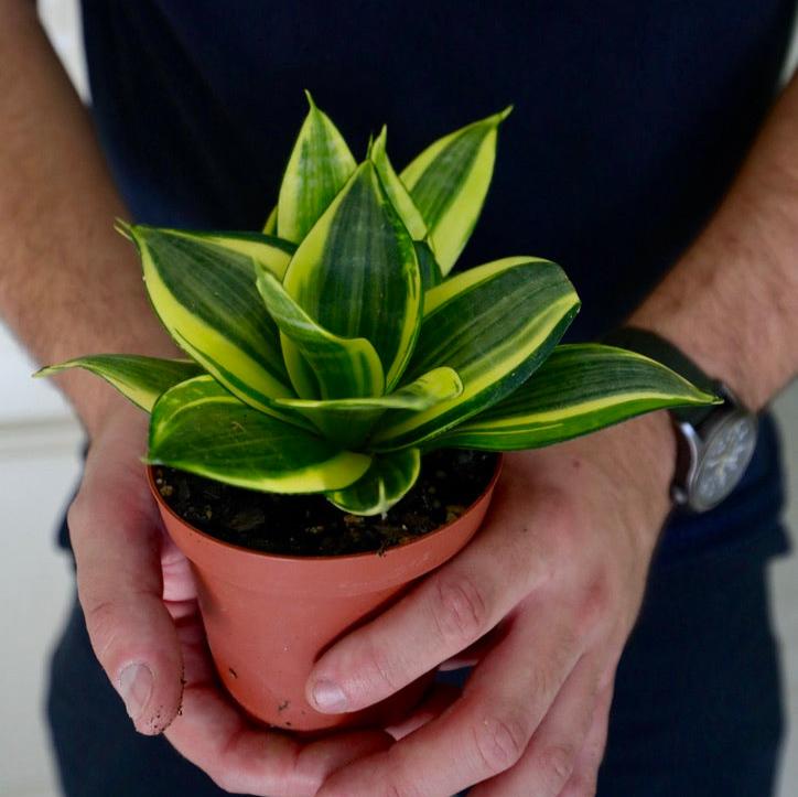 Sansevieria Golden Hanhii