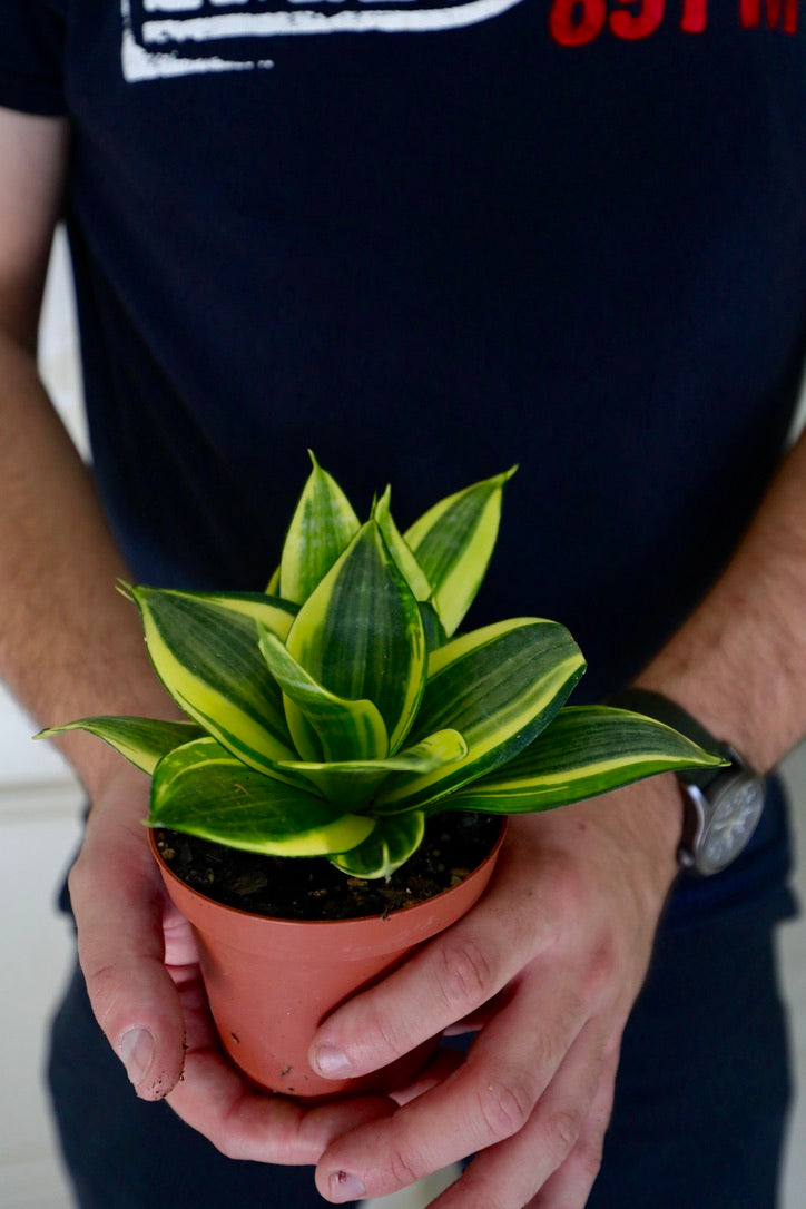 Rare Sansevieria Golden Hanhii in 3” pot