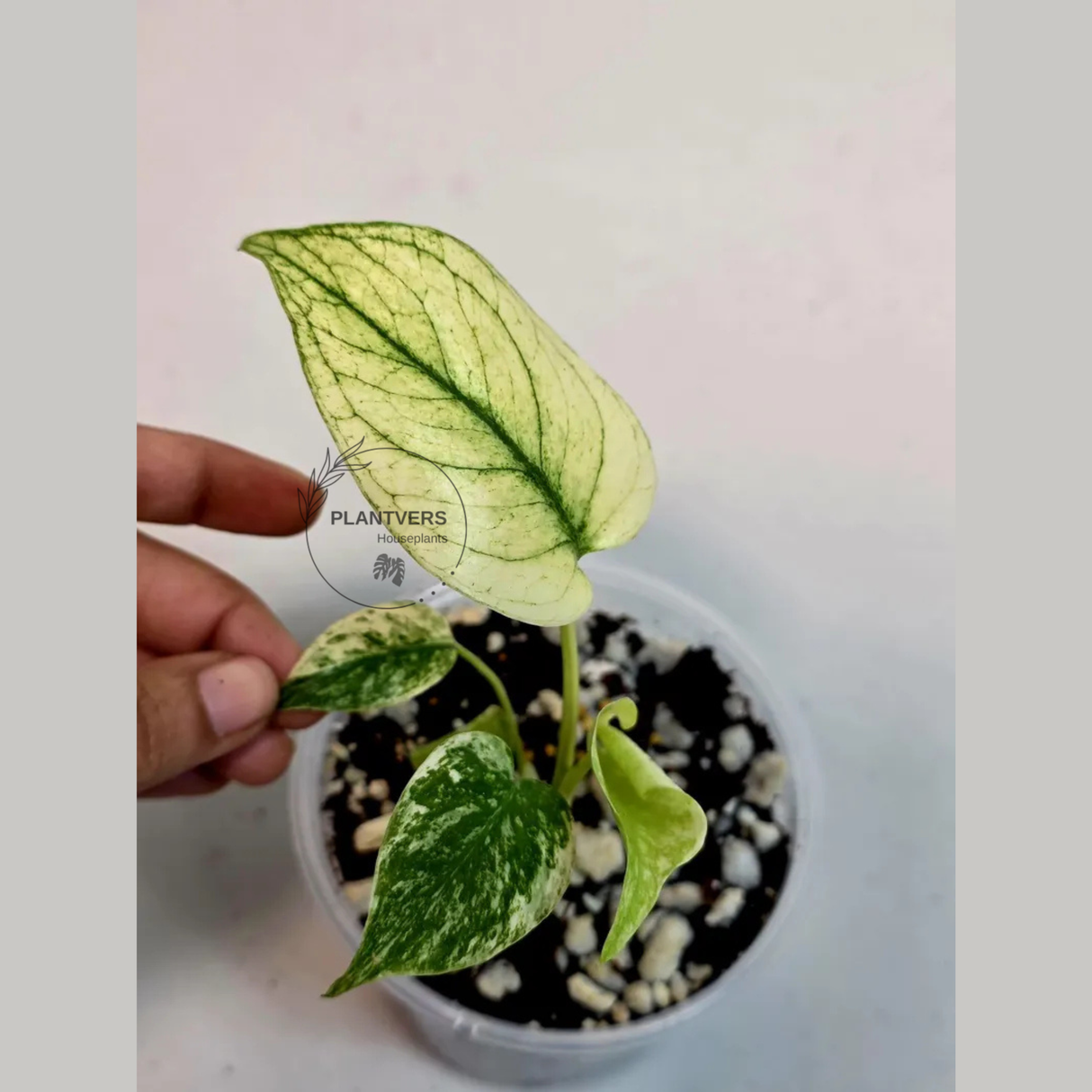 Super Rare Monstera Deliciosa Mint Live Plant - Tropical Plants - Stunning Variegated EXACT Monstera Plant - Collector's Aroid - US Seller