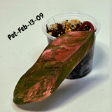 Philodendron Strawberry Shake High Variegated Live Plant - EXACT Same Plant - US Seller