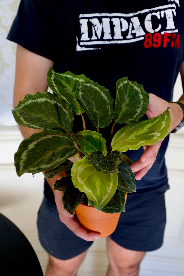 Calathea Roseopicta Medallion Plant in a 3" nursery pot