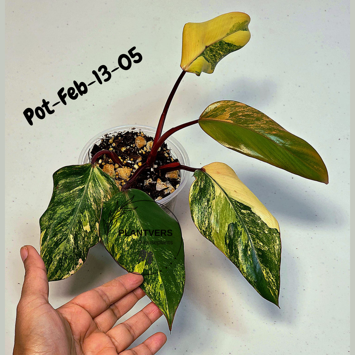 Philodendron Strawberry Shake High Variegated Live Plant - EXACT Same Plant - US Seller