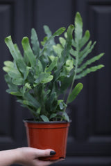 Phlebodium Aureum in 5" Nursery Pot - Rabbit's Foot Live Fern Plant - Low light Air Purifying Plants - Office Plant - Easy Indoor Plants