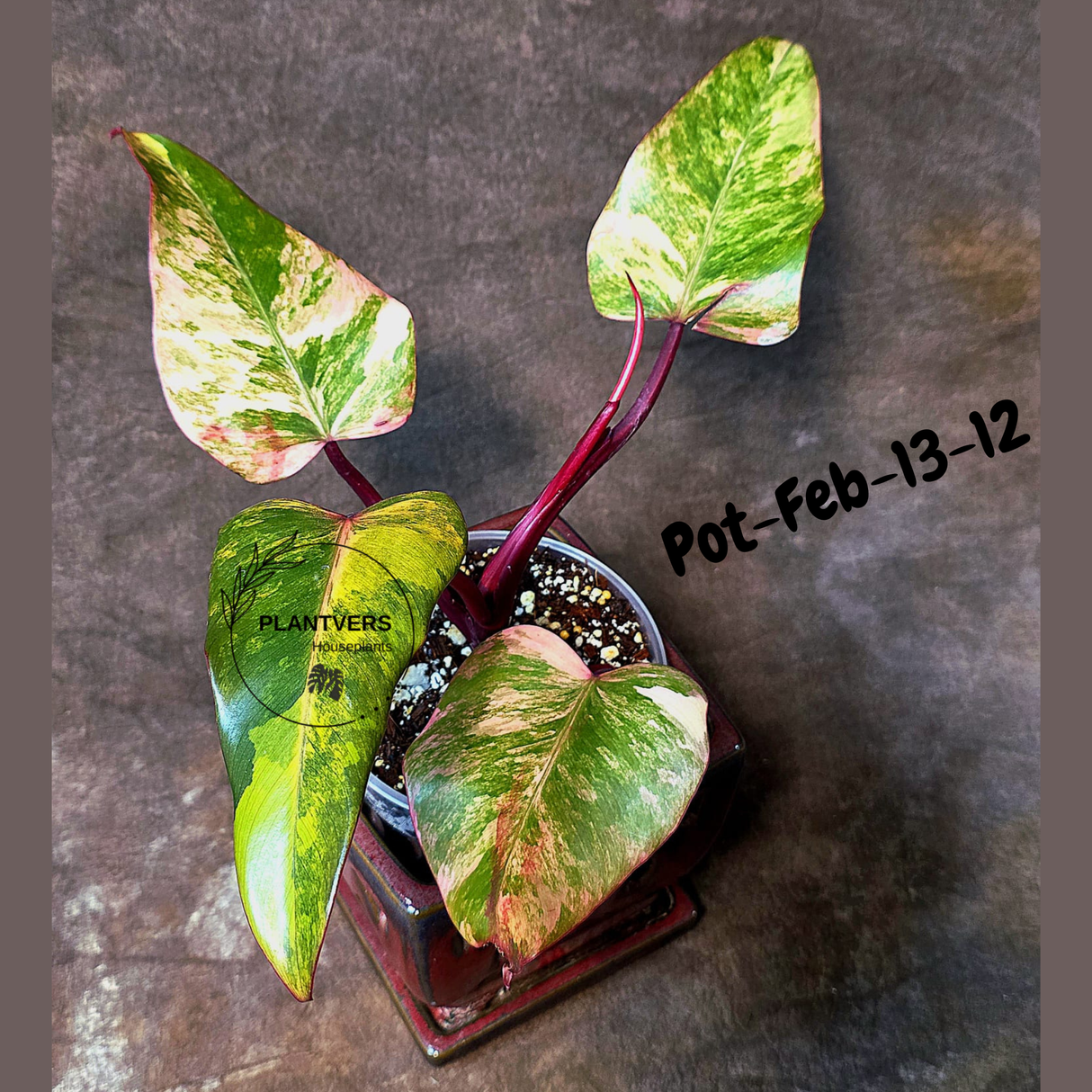 Philodendron Strawberry Shake High Variegated Live Plant - EXACT Same Plant - US Seller