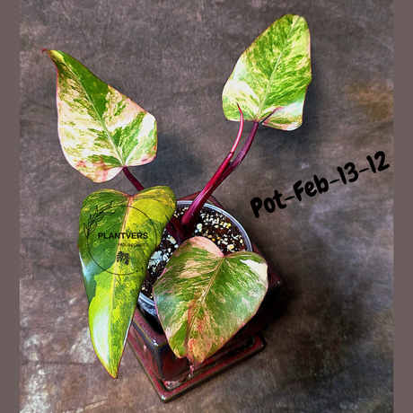 Philodendron Strawberry Shake High Variegated Live Plant - EXACT Same Plant - US Seller