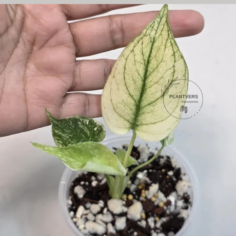 Super Rare Monstera Deliciosa Mint Live Plant - Tropical Plants - Stunning Variegated EXACT Monstera Plant - Collector's Aroid - US Seller