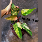 Philodendron Strawberry Shake High Variegated Live Plant - EXACT Same Plant - US Seller