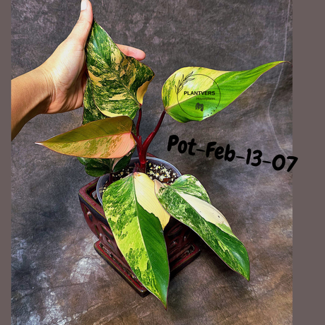 Philodendron Strawberry Shake High Variegated Live Plant - EXACT Same Plant - US Seller