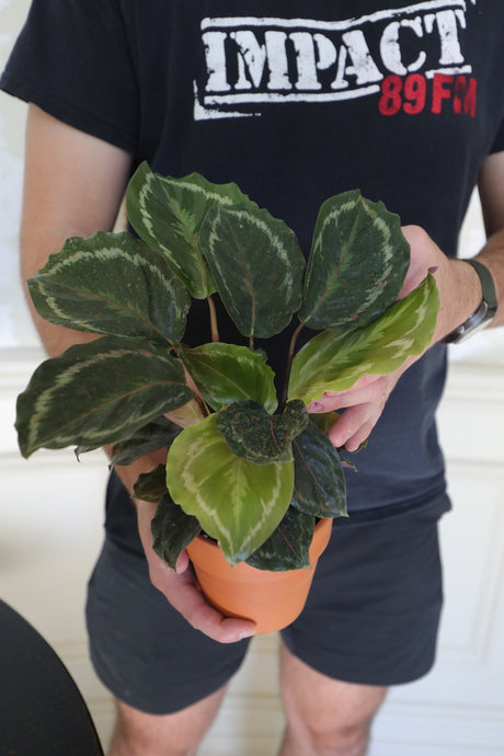 Calathea Roseopicta Medallion Plant in a 3" nursery pot