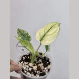 Super Rare Monstera Deliciosa Mint Live Plant - Tropical Plants - Stunning Variegated EXACT Monstera Plant - Collector's Aroid - US Seller