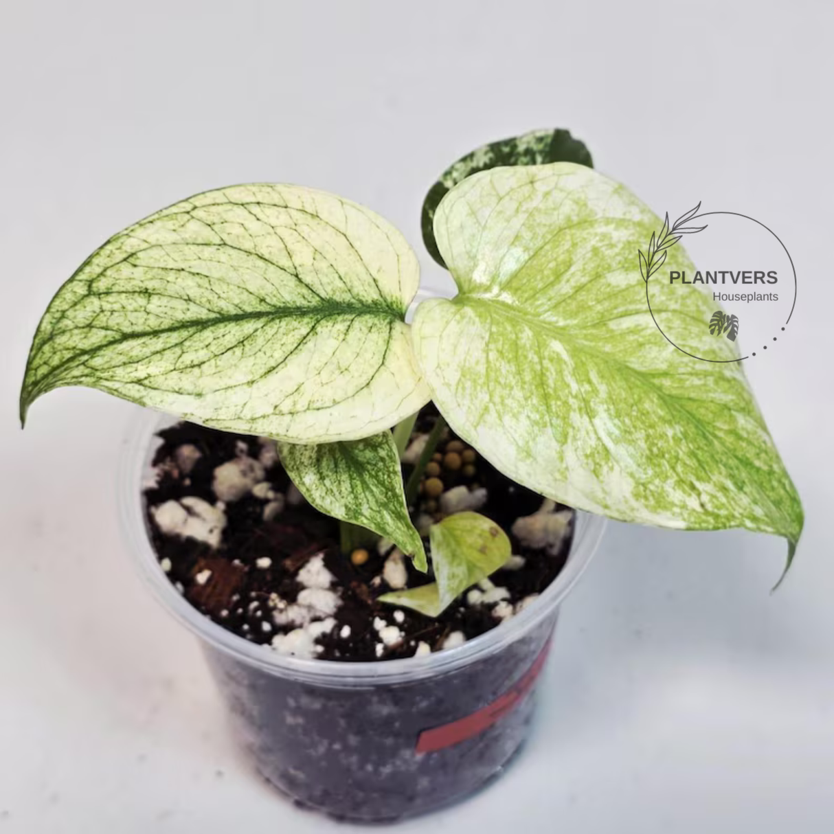 Super Rare Monstera Deliciosa Mint Live Plant - Tropical Plants - Stunning Variegated EXACT Monstera Plant - Collector's Aroid - US Seller