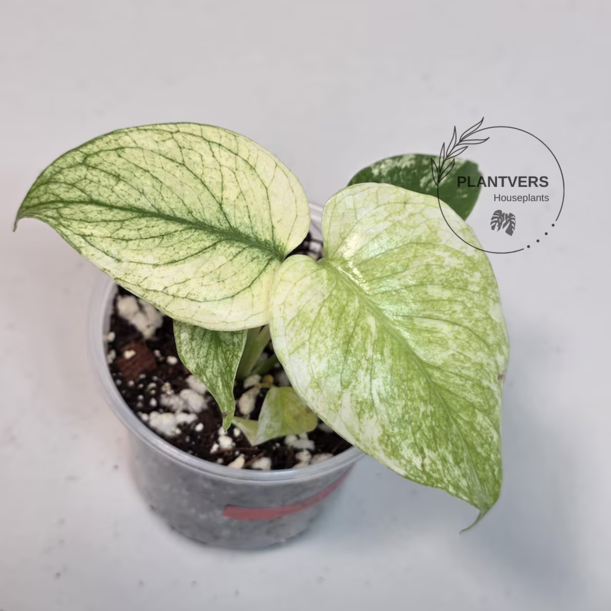 Super Rare Monstera Deliciosa Mint Live Plant - Tropical Plants - Stunning Variegated EXACT Monstera Plant - Collector's Aroid - US Seller