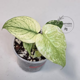 Super Rare Monstera Deliciosa Mint Live Plant - Tropical Plants - Stunning Variegated EXACT Monstera Plant - Collector's Aroid - US Seller