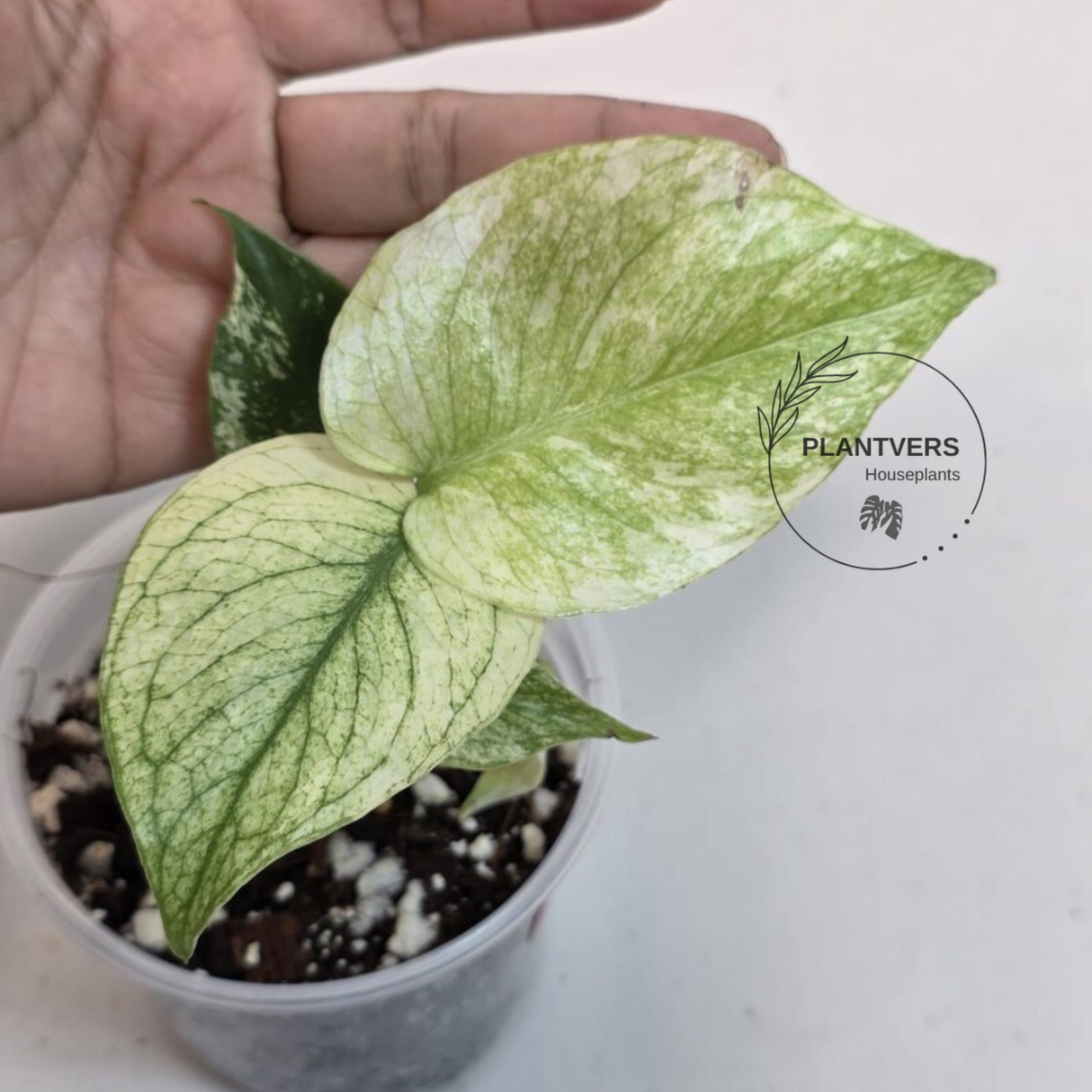 Super Rare Monstera Deliciosa Mint Live Plant - Tropical Plants - Stunning Variegated EXACT Monstera Plant - Collector's Aroid - US Seller
