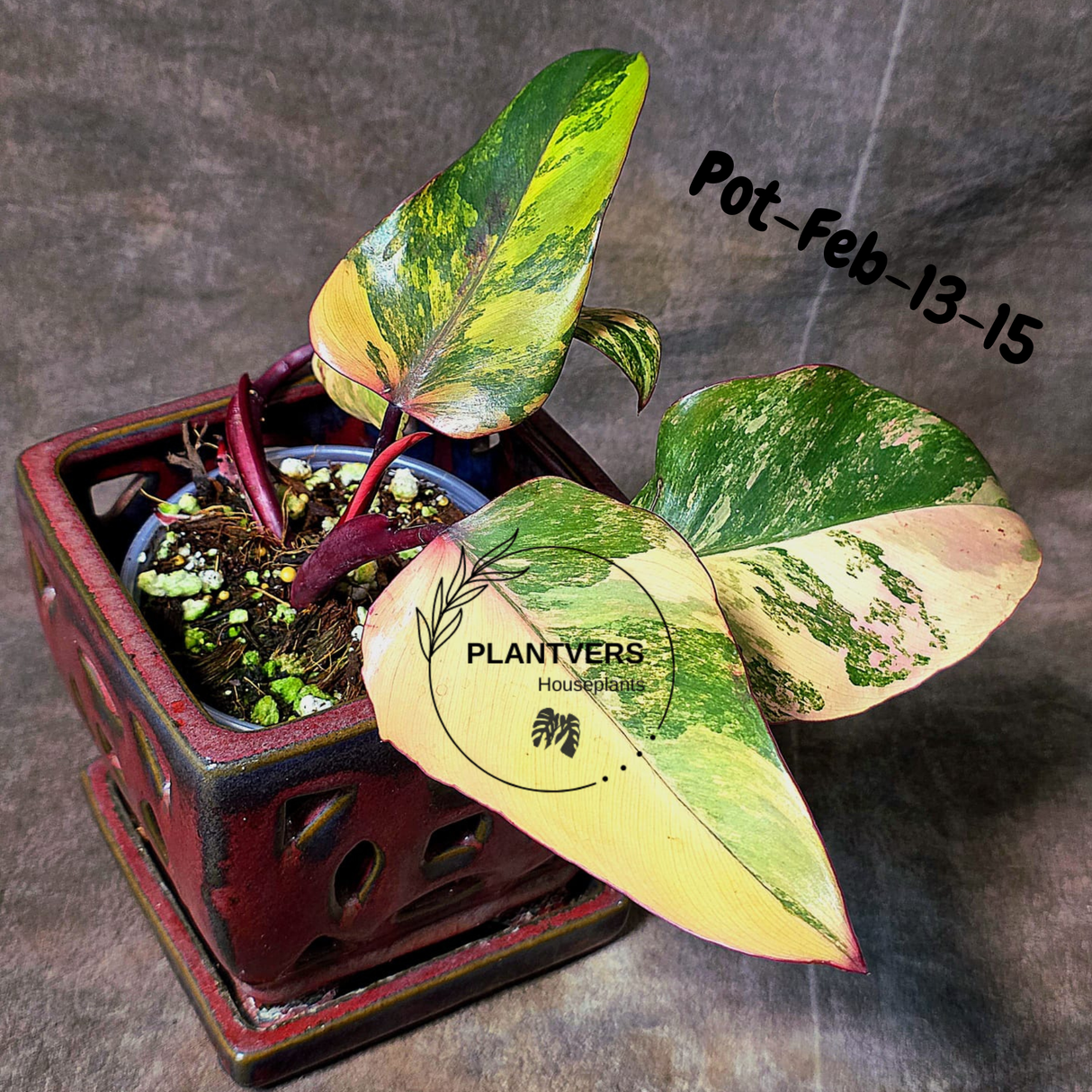 Philodendron Strawberry Shake High Variegated Live Plant - EXACT Same Plant - US Seller