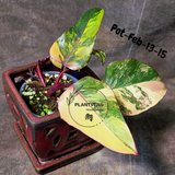 Philodendron Strawberry Shake High Variegated Live Plant - EXACT Same Plant - US Seller