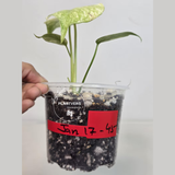 Super Rare Monstera Deliciosa Mint Live Plant - Tropical Plants - Stunning Variegated EXACT Monstera Plant - Collector's Aroid - US Seller