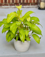 Lemon Lime Neon Philodendron in a 6"inch Pot