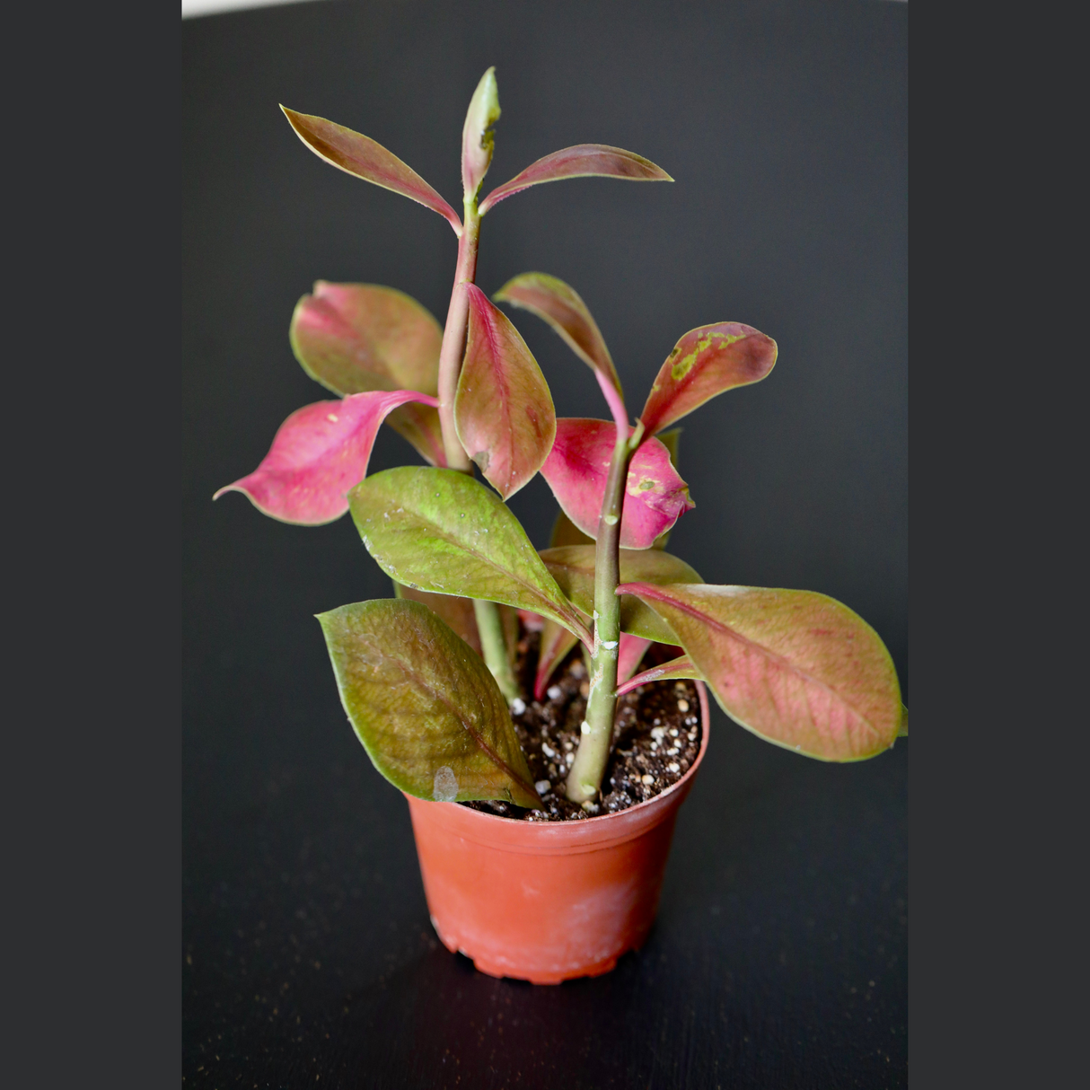 Euphorbia Synadenium Grantii in a  3" Nursery Pot - Euphorbia Umbellata