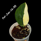 Variegated Scindapsus Jade Satin - Rare Aroid Houseplant with Velvet Leaves - Collector's Indoor Plant - Exact SAME Plant - US Seller