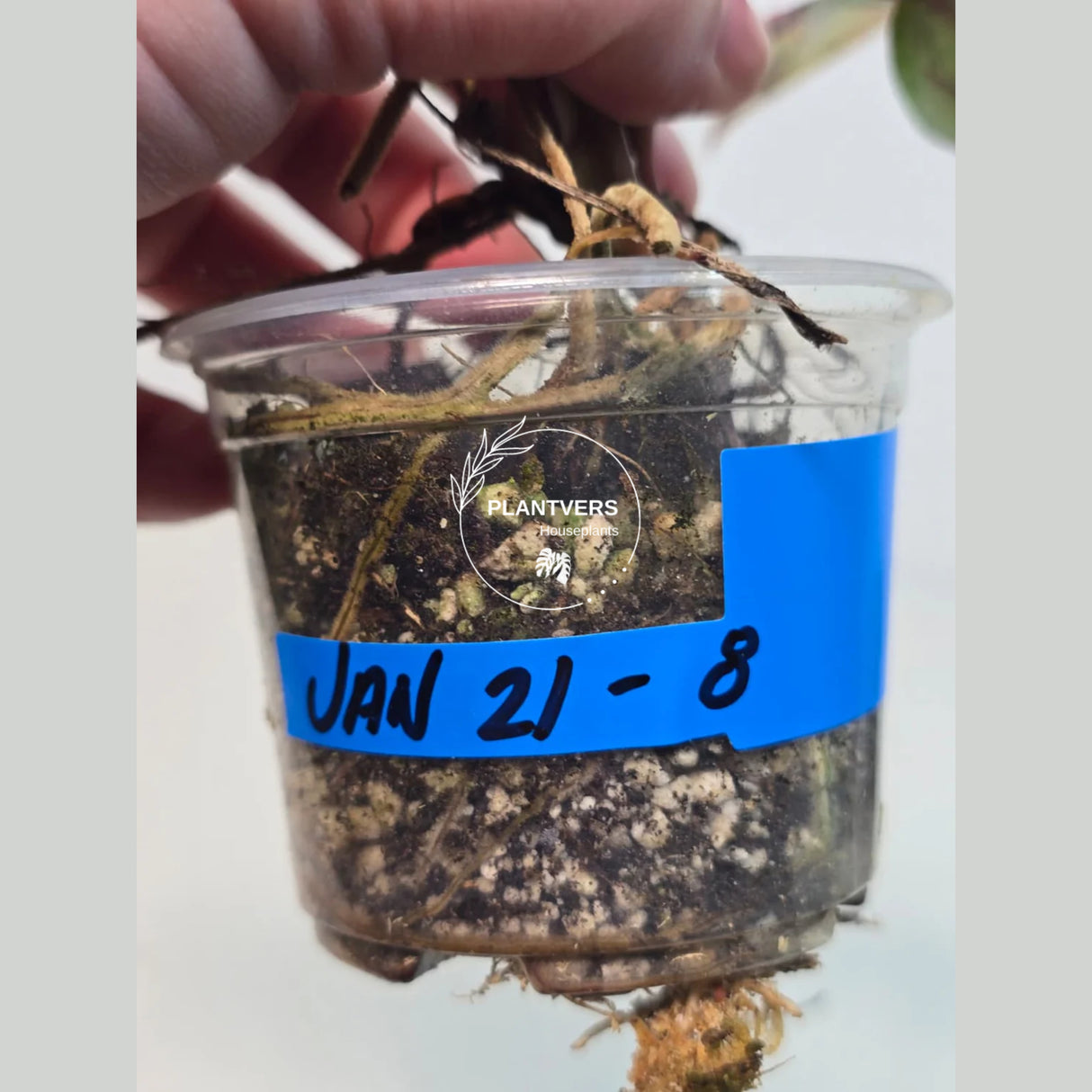 Rare Philodendron
bright pink plant
Tropical Houseplant
