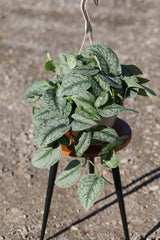 Silver Satin Pothos in a 8" Nursery - Scindapsus Pictus