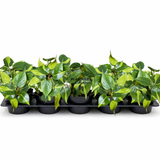 4” Rare Brazilian Philodendron ( Wholesale Indoor Plant Case of 10 Pots)