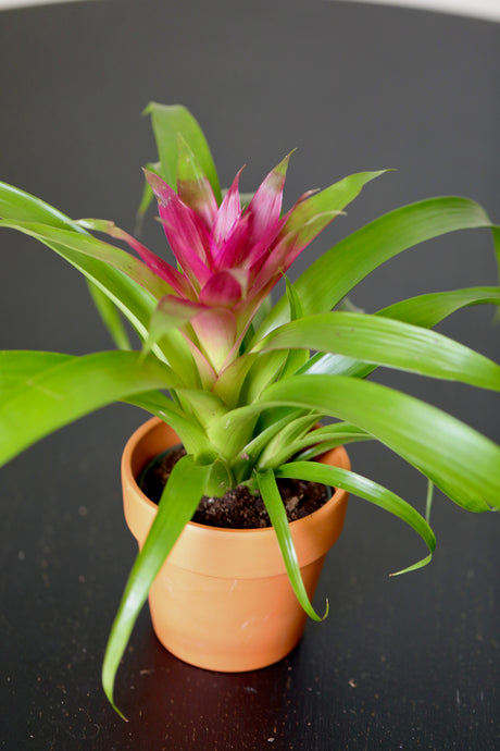 Bromeliad - Flowering Indoor Plant in a Nursery Pot - Houseplant with Flowers - New House Gift - Room Decor Live Plant - Gift Plant