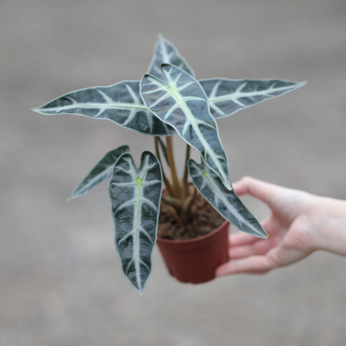 Alocasia Bambino Arrow in a 4" Nursery Pot