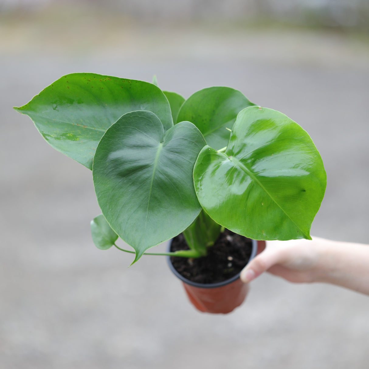 Monstera Deliciosa in a 4" Nursery Pot