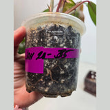 rare houseplant
Strawberry Shake