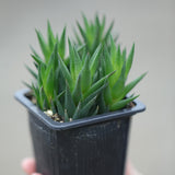 Haworthiopsis Marumiana in a 3" Nursery Pot