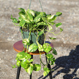 Golden Pothos in a 8" Hanging Basket - Epipremnum Aureum